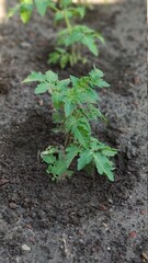 Green seedling of tomatoes growing out of soil in vegetable garden, green farm concept, selective focus