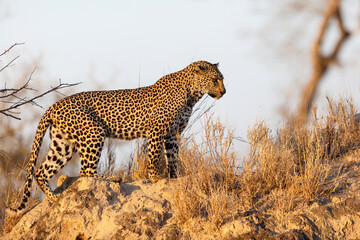 Naklejka premium Leopard female standing on an anthill in Sabi Sands Game Reserve in the Greater Kruger Region in South Africa