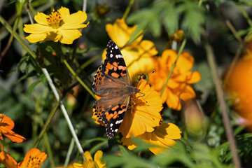 Obraz premium Painted lady or Vanessa cardui a well-known colorful butterfly on orange cosmos flower. Cosmos are herbaceous perennial or annual plants and attract bees and butterflies.