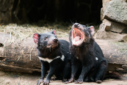 Yawning Tasmanian Devil being watched by another Devil