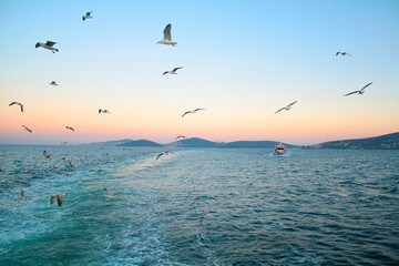 seagulls on the sea