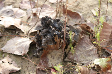 mushrooms in the forest