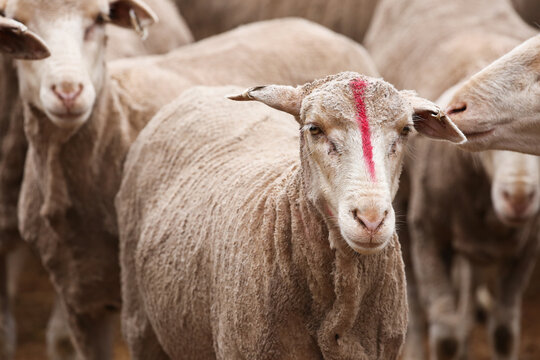 Shorn ewe on a farm with a red mark on her nose