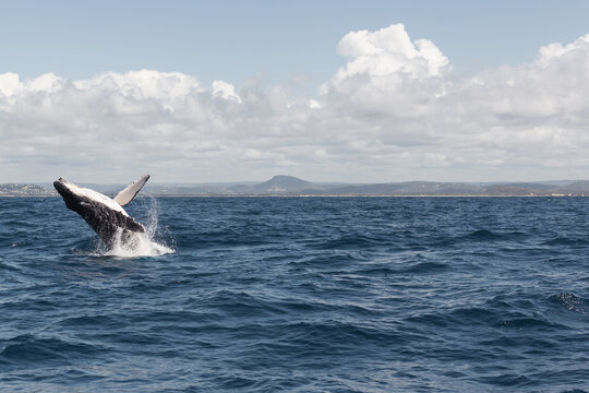 humpback whale breaching out of the water,Noosa,Queensland