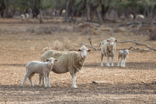 Merino Ewes and Lambs in drought