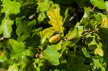 Eiche, Eichel, Eichenbaum, Eicheln, Baum, Laubbaum, Buchengewächse, Fagaceae, Frucht, Park,...