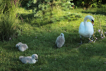 Mother swan and her chicks are walking in the meadow on a sunny day