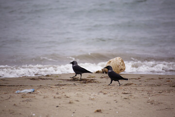 Two crows are searching for food in plastic polluted dirty beach