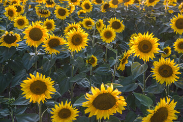 Fototapeta na wymiar Fields of sunflowers in bloom