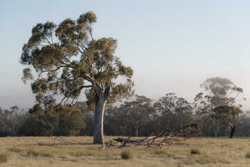 the resilient Australian ghost gum