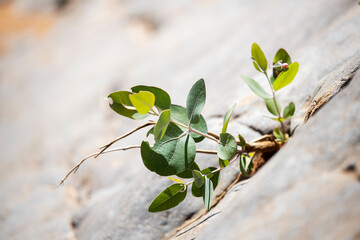 seedling growing from a crack in rocks