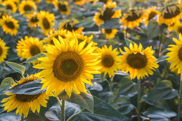 Fields of sunflowers in bloom