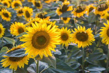 Fototapeta premium Fields of sunflowers in bloom