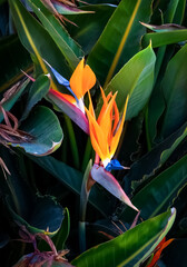 two colorful bird of paradise flowers closeup dark green leaf background vertical image