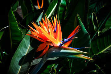 Fototapeta na wymiar colorful bird of paradise flower closeup bright highlights and dark shadows against a green leaf background