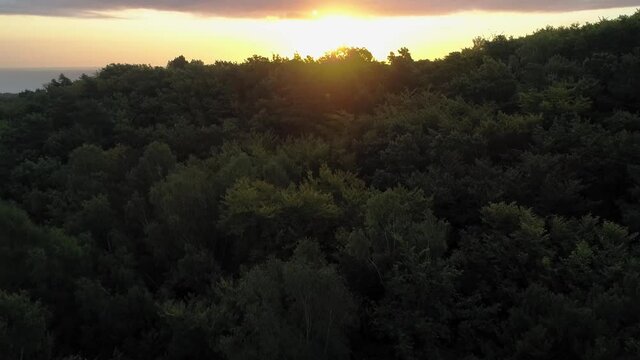 Beautiful Image Of  Tree Tops Surrounding The Forest Opera In Sopot Poland - aerial shot