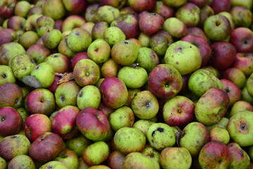 apples 