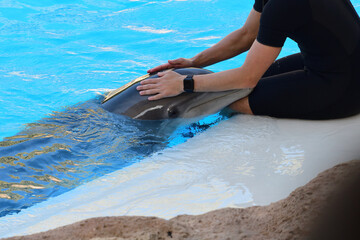 Portrait of a person stroking a dolphins head at a dolphin show