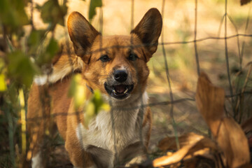 Neighborhood corgi dog behind the fence barks and interferes with rest