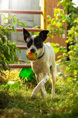 Basenji dog carries a ball in its teeth wants to return its owner a beautiful green backyard