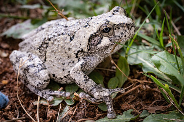 Gray tree frog