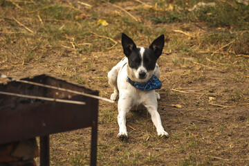 The dog sits on a backwater dry lawn