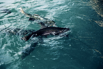 Fototapeta premium Rainbow Karelian trout in the water top view