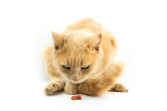 Scared to death cat looking at food isolated photo on white background