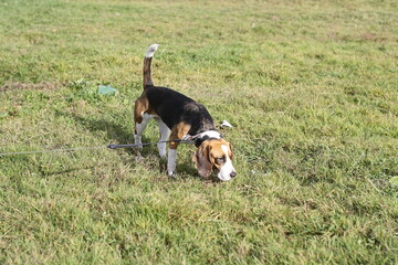 beagle