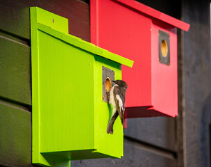 Bird outside a birdhouse