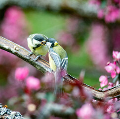 Great tit (Parus major) songbird