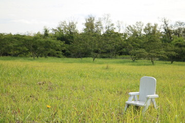 芝生と木々の自然の中に置かれた小さな白い椅子 a small white chair on the lawn 1