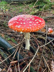 Fliegenpilze im Herbst Oberbergisches Land 
