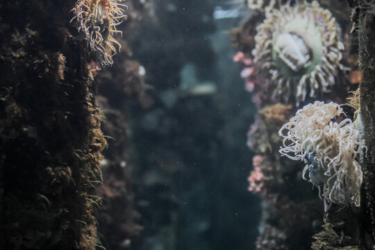 Underwater corals
