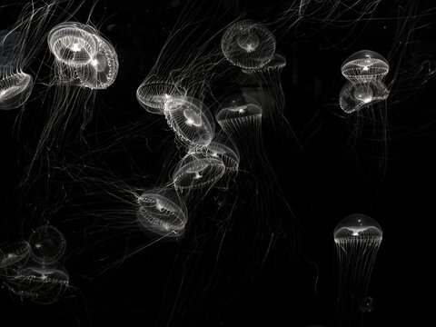 Group of Jellyfish swimming