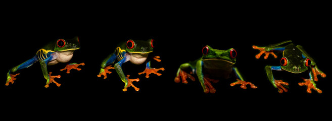 Fototapeta na wymiar Red-Eyed Tree Frog (Agalychnis callidryas) Group Banner