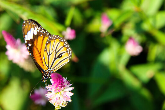 Danaus Genutia Butterfly On Flowers