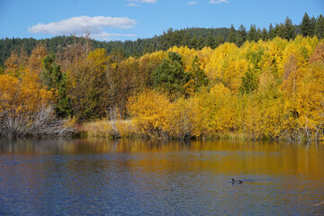 Beautiful and vibrant golden fall colors reflected in a pond near Lake Tahoe on a bright sunny autumn day, with ducks swimming in front
