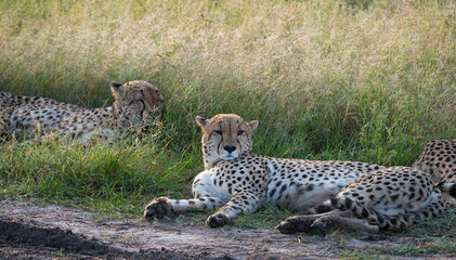 Group of cheetah sleeping in Masai Mara National Reserve 