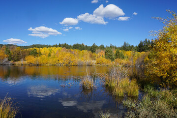 A small pond near Lake Tahoe surrounded by trees with vibrant yellow, gold and orange fall colors, on a sunny autumn day