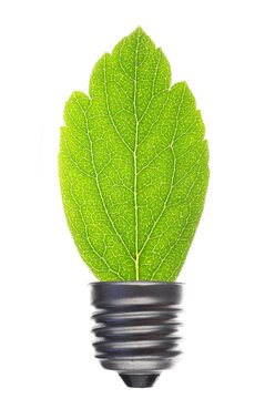 bilb an leaf