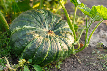 Ripe large pumpkin in the garden.