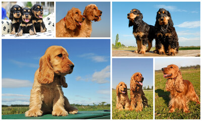 cocker spaniel