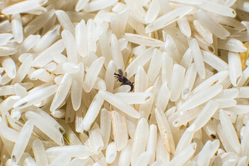 Rice weevil in a pile of rice