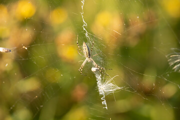 The Argiope Bruennichi spider (wasp spider) sits on a spider web against a background of unfocused green grass and yellow flowers. The decoration (stabilumentum) is visible on the web.
