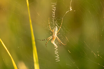 The Argiope Bruennichi spider (wasp spider) sits on a spider web against a background of unfocused green grass and yellow flowers. The decoration (stabilumentum) is visible on the web.
