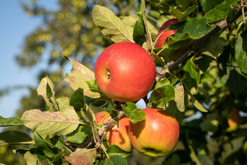 Gesundes Obst aus regionaler Erzeugung - leckere frische Äpfel zur Obsterntezeit.