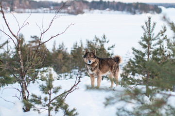 dog in winter