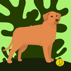 Labrador dog on a green background with a yellow tennis ball
