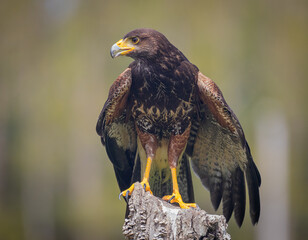 red tailed hawk